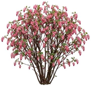 Redflower Currant cut-out illustration