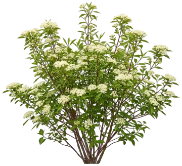 Redosier Dogwood cut-out illustration