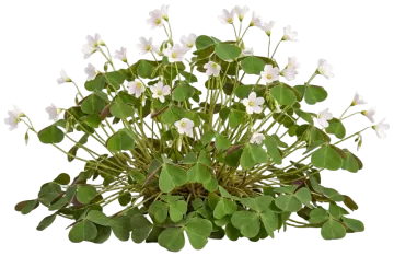 Redwood Sorrel cut-out illustration