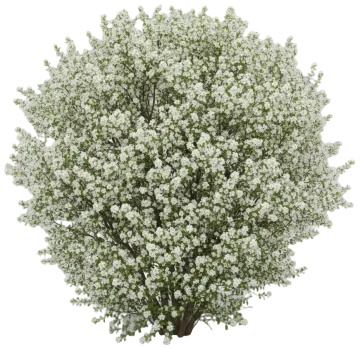 Regent Serviceberry cut-out illustration