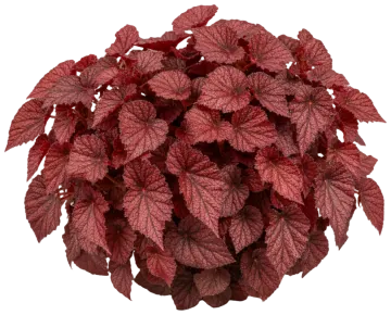 Red Kiss Rex Begonia cut-out illustration