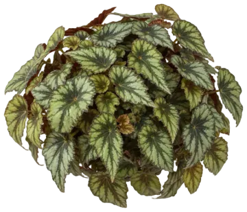 River Nile Rex Begonia cut-out illustration