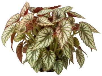Raspberry Swirl Rex Begonia cut-out illustration