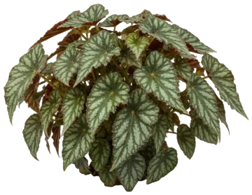 Fireworks Rex Begonia cut-out illustration