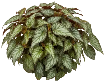 Escargot Rex Begonia cut-out illustration