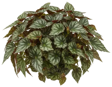 Rex Begonia cut-out illustration