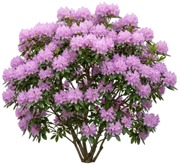 Aglo Rhododendron cut-out illustration