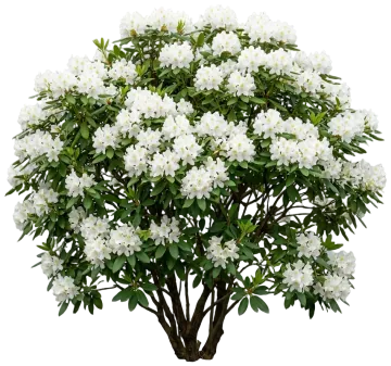 Album Rhododendron cut-out illustration