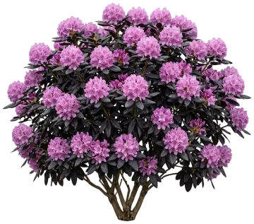 Black Hat Rhododendron cut-out illustration