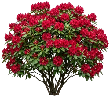 Blood Moon Rhododendron cut-out illustration