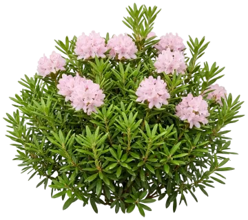 Bloombux Blush Rhododendron cut-out illustration
