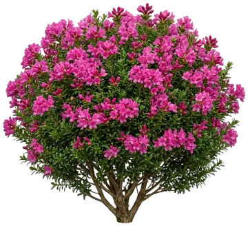 Bloombux Magenta Rhododendron cut-out illustration