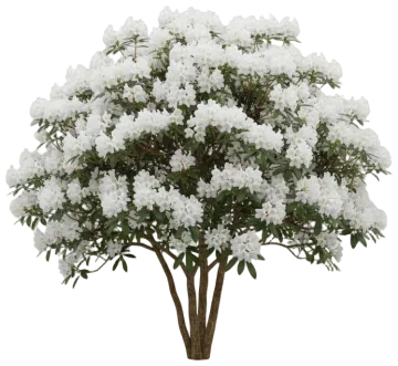 Boule de Neige cut-out illustration