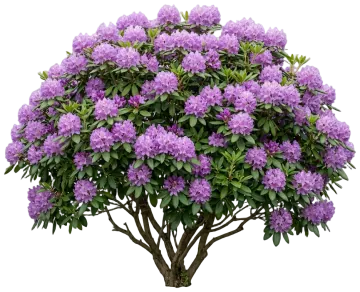 Boursault Rhododendron cut-out illustration