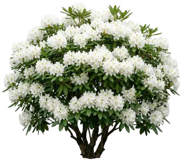 Chionoides Rhododendron cut-out illustration