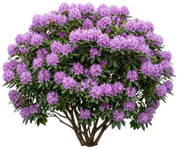 Dandy Man Purple Rhododendron cut-out illustration