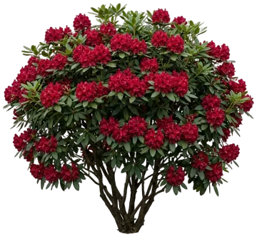 Dark Lord Rhododendron cut-out illustration