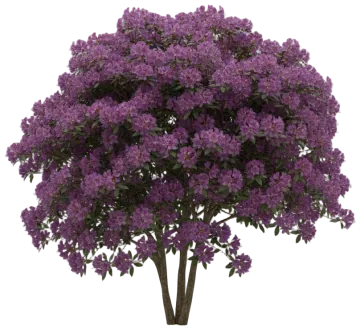 Purple Splendor cut-out illustration