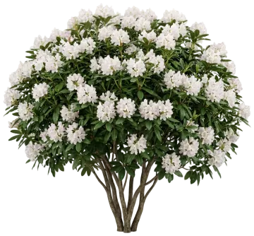 Rosebay Rhododendron cut-out illustration
