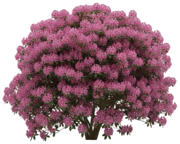 Roseum Elegans cut-out illustration