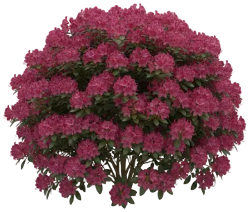 Rhododendron cut-out illustration
