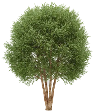 River Birch cut-out illustration