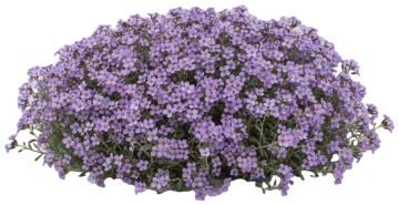 Rock Cress cut-out illustration