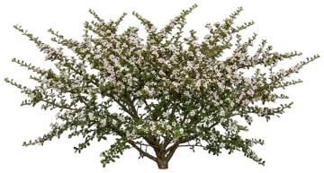 Rockspray Cotoneaster cut-out illustration