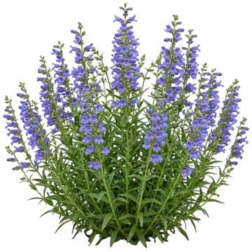 Rocky Mountain Penstemon cut-out illustration