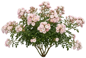 Apple Blossom Flower Carpet Rose cut-out illustration
