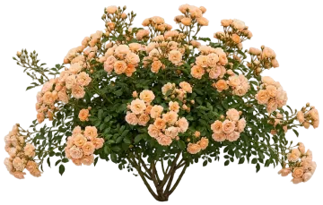 Apricot Drift Groundcover Rose cut-out illustration