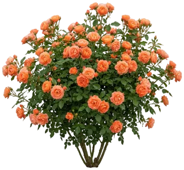At Last Rose cut-out illustration