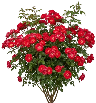 Blaze Climbing Rose cut-out illustration