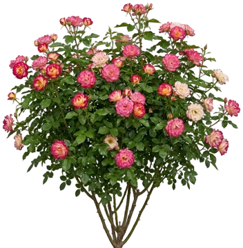 Campfire Rose cut-out illustration