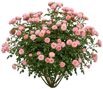 Color Cocktail Rose cut-out illustration