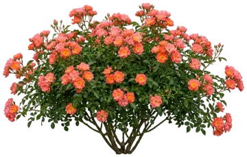 Coral Drift Groundcover Rose cut-out illustration