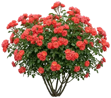 Coral Flower Carpet Rose cut-out illustration
