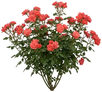 Coral Knock Out Rose cut-out illustration