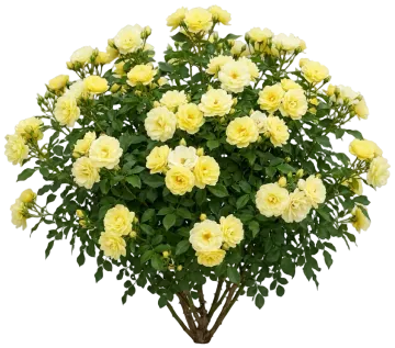Easy Elegance High Voltage Shrub Rose cut-out illustration