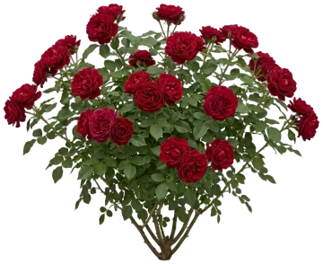 Easy Elegance Kashmir Rose cut-out illustration