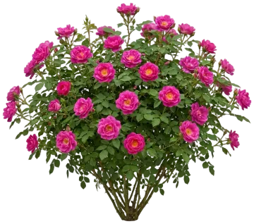 Easy Elegance My Girl Shrub Rose cut-out illustration