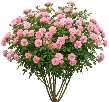 Easy Elegance Pinktopia Rose cut-out illustration