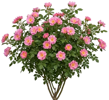 Easy Elegance Sunrise Sunset Rose cut-out illustration