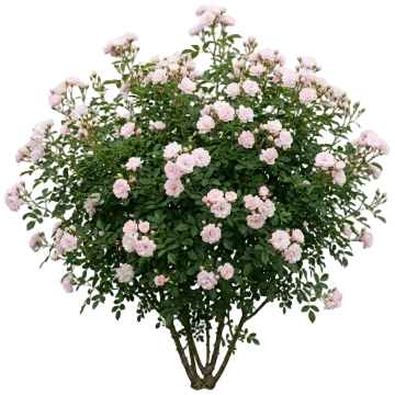 Enchanted Meadow Rose cut-out illustration