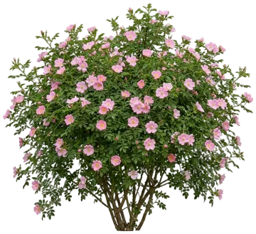 Nootka Rose cut-out illustration