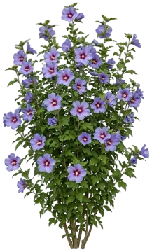Azurri Blue Satin Rose of Sharon cut-out illustration