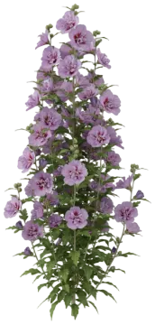Purple Pillar cut-out illustration