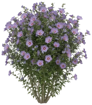Rose of Sharon cut-out illustration