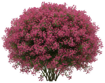 Shrub Rose cut-out illustration