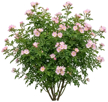 Virginia Rose cut-out illustration